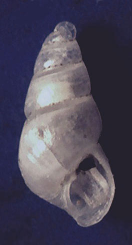 Odostomia conferma specie